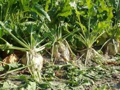 250 Sugar Beet Seeds beta vulgaris