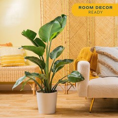 White Bird of Paradise, Large Live Indoor Plant, 2-3 Feet Tall Houseplant in …