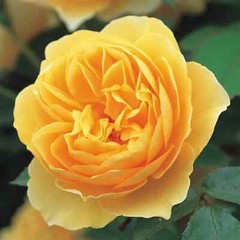 (Ausmas) English Climbing Rose Graham Thomas Own ROOTED Rose Plant “5 Tall