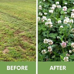 Dutch White Clover Seed, Organic Coated, Eco-Friendly, Low Maintenance