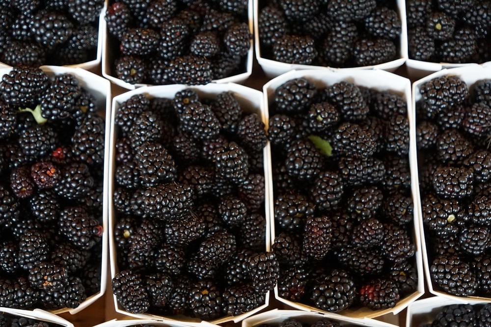 5 COUNT Ouachita THORN LESS BLACKBERRY Un- ROOTED Cuttings -We Use Organic Soil.