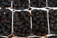 5 COUNT Ouachita THORN LESS BLACKBERRY Un- ROOTED Cuttings -We Use Organic Soil.