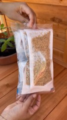 Green Lacewing Eggs in Rice Hulls – 5,000 Count – Aphid Exterminator