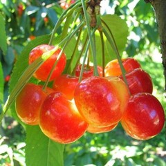 10+ BLACK /RAINIER CHERRY SEEDS | SWEET EDIBLE FRUIT | USA Native Tree