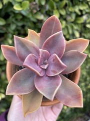 Rare Pink Succulent Graptoveria Dusty Easy Care Bare Root Live Plant 1-Head 2″