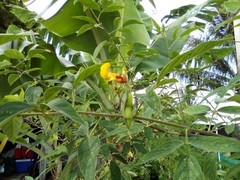 Organic Pigeon Peas Gandules 25 Seeds (Cajanus cajan) Heirloom Non GMO