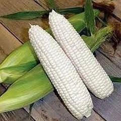 Boone County White Dent Sweet Corn Seeds, White Sweet Corn, Heirloom, FREE SHIP
