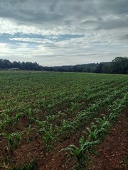 Jimmy Red Corn – Heirloom Dent Corn Seed or For Milling – 1 pound Avg 1,400 Seed
