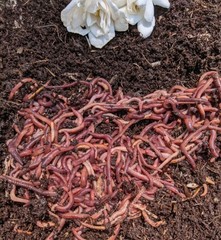 100 Live Red Wiggler worms,FREE Shipping! (Compost Worms)–No Blues