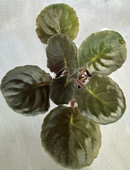 African Violet Plant RS Tsypa Starter