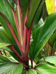 Hawaiian Green/Red Hybrid Ti Leaf Fresh Cut 6″ Starters 3 Logs