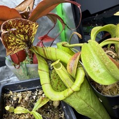 Nepenthes Maxima Wavy – Seed Grown Genetically Unique Easy Care Big Pitchers
