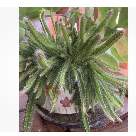 Dog tail cactus rooted Easy care . Soft thorns . Bare root plants from 3-7 ins