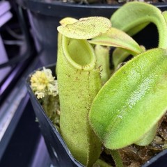 Nepenthes Maxima Wavy – Seed Grown Genetically Unique Easy Care Big Pitchers