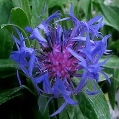 20 MOUNTAIN BLUE CORNFLOWER SEEDS PERENNIAL Centaurea montana Cold Hardy Plant