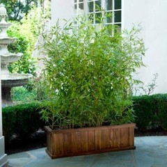Bambusa “Lady Finger” Clumping Bamboo Plant – Large 1 Gallon Size 3+ Feet Tall