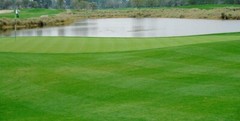 Annual Rye Grass 10 lbs Grass Seed Fast Growing Winter Fall Rye Grass FAST SHIP
