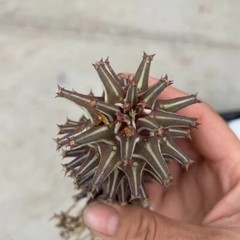 8CM Succulent Cactus Plant Euphorbia Guentheri Euphorbiaceae Home Garden Plant