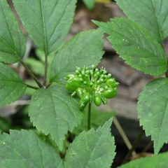 American Ginseng Seeds Stratified Panax quinquefolius