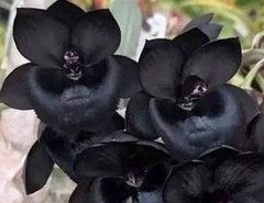 Monnierara Millennium Magic ‘Witchcraft’ FCC/AOS – Near True Black Flower