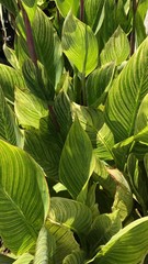 Canna Lily Pretoria / Bengal Tiger: Variegated Green Foliage – 2-Rhizomes