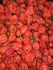 Zozoma Farms 3 Pounds Carolina Reaper Chili Peppers