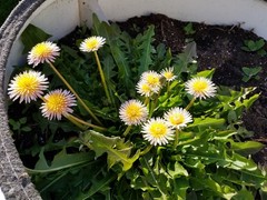 Pink Dandelion Seeds RARE 10 Organic Seeds *FREE SHIPPING*