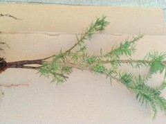 Live Plants -Shrubs -Trees 30 days old, 6″ to 10″ tall Ready to Plant seedlings