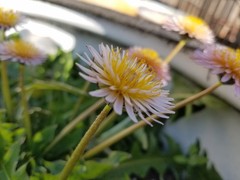 Pink Dandelion Seeds RARE 10 Organic Seeds *FREE SHIPPING*