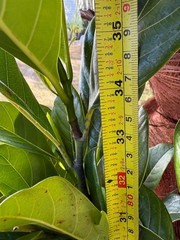 1 YEAR OLD GRAFTED BLACK GOLD JACKFRUIT TREE (A. HETEROPHYLLUS)