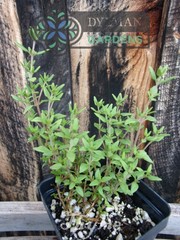 Common Garden Thyme Plant (Thymus vulgaris) Culinary Herb – Multiple Sizes