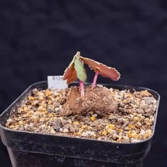1CM Succulent Plant Crassula Umbella Wine Cup Crassulaceae Home Garden Beautiful