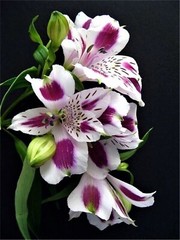 50 Lily Flower Seeds Much Less Money Than Bulbs