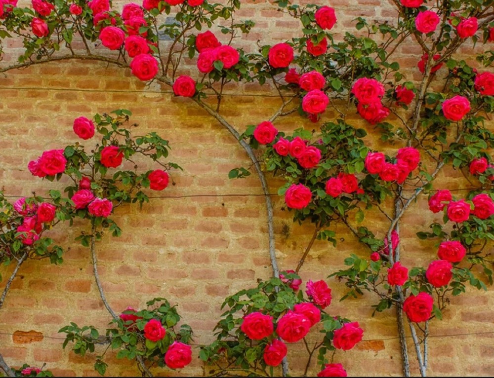 20pcs Red Climbing Rose Seeds – Rare Non-GMO Heirloom Variety for Your Garden