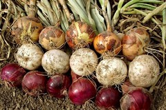 Mixed Onion Sets Red, Yellow, White Bulbs, Non-GMO 8 oz. (40+Bulbs) Shipping Now