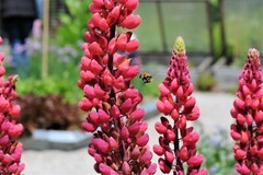 Red Russell Lupine Seeds, My Castle, Red Castle, Variety Sizes, FREE SHIPPING