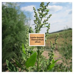 Lambs Quarters | 100 Seeds | Super Food | Chenopodium album | Lambsquarters