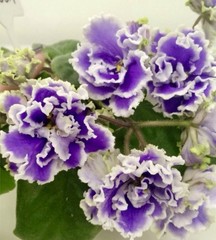 African violet PT Tuchi v golubom/Clouds in the blue Starter