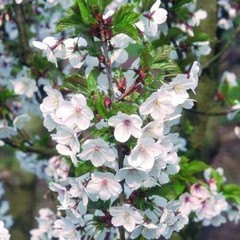 1 Red bush cherry, rooted starter plant. Zones 3-8. JOY JOEL or JAN
