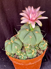 Gymnocalycium horstii, cactus plant