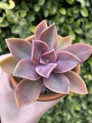 Rare Succulent Pink Graptoveria Dusty Easy Care Rooted Live Plant 3-Inch