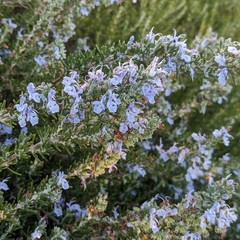 Huntington Carpet Rosemary in 3.5″ Nursery Cubes, Rosmarinus officinalis Plant