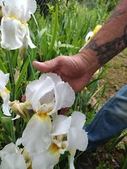 15 Iris Fresh Bearded Iris Rhizomes Mixed Varieties