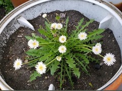 Japanese White Dandelion Seeds RARE 10 Organic Seeds *FREE SHIPPING*