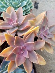 Rare Succulent Pink Graptoveria Dusty Easy Care Rooted Live Plant 3-Inch