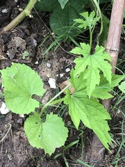 One Green Bitter Melon 10-14 days old Live Plant Edible Vegetable Vine