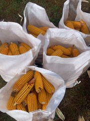 Corn on the Cob Squirrel, Bird, Rabbit, Feed 18 lb just harvested