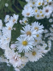 5 Bare Root Fall Aster Perennial White/ Yellow Freshly Dug For Immediately Plant