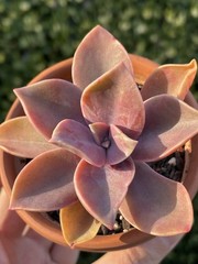 Rare Pink Succulent Graptoveria Dusty Easy Care Bare Root Live Plant 1-Head 2″