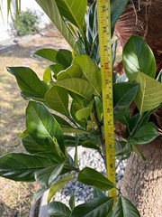 1 YEAR OLD GRAFTED BLACK GOLD JACKFRUIT TREE (A. HETEROPHYLLUS)